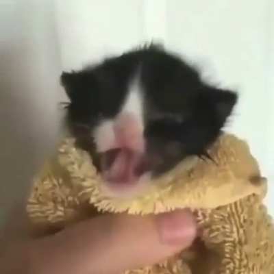 Funny cat meme