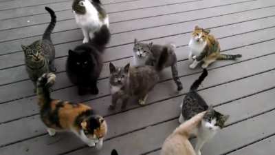 ANgry MOB aTtAcKs REsIDEnT aND DeMANdS For fOod
