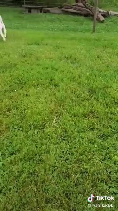 It’s a goat herding trash panda