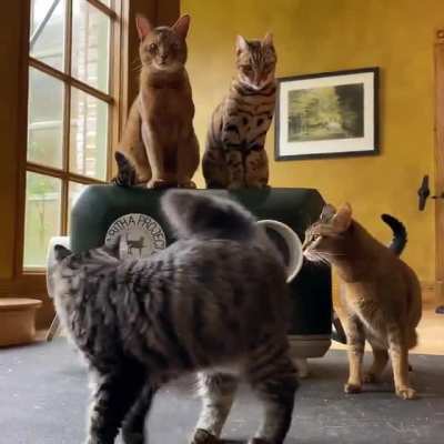 Tried to get a Group Pic... [OC]