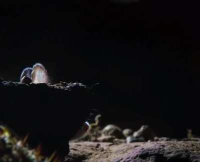 🔥 This Grasshopper Mouse kills a scorpion then howls at the moon