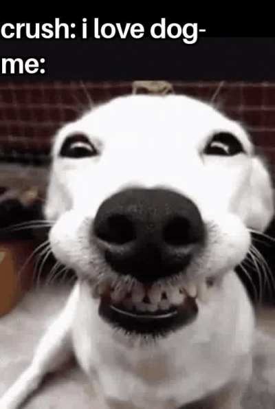 woof woof