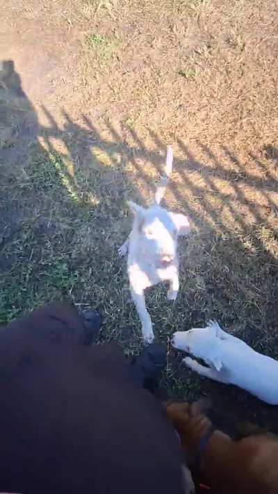 Free new Puppies to a loving home!