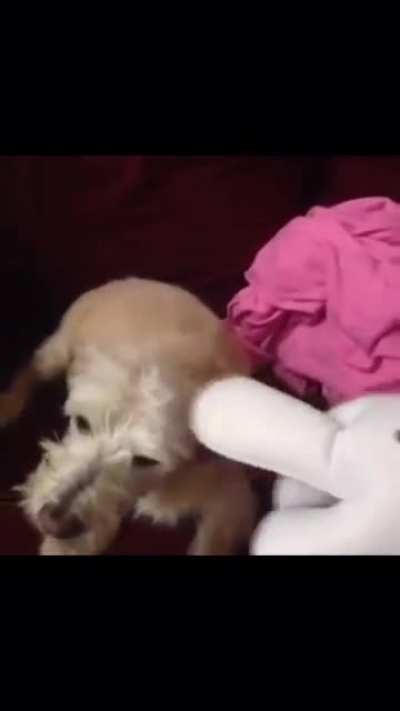 i glove this dog