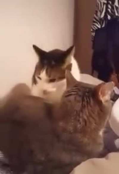 Purrrrfectly cut scream