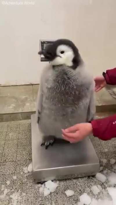 Pudgy