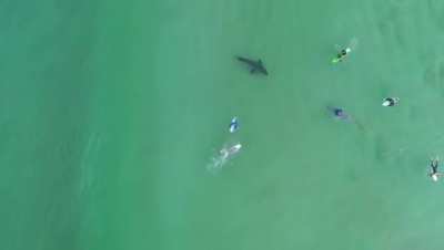 CRAZY drone footage of a great white shark & surfers filmed today in Plettenberg Bay!!!! Zachary Berman