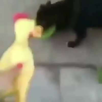 Chickens gonna get it