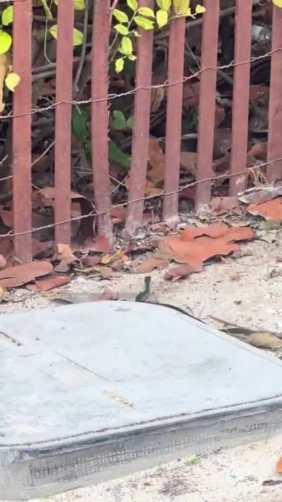 Snake ID, South Miami beach