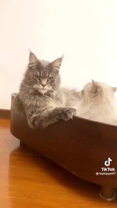 TALO NA TAYO NG MGA PUSA SA LOVE LIFE