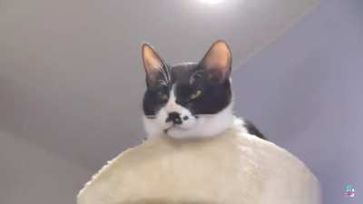 This is Poki