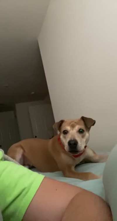 What could go wrong when intentionally riling up my dog?