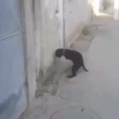 cursed_smart dog