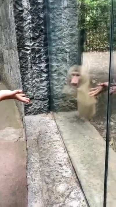 The monkey who was stunned by the magic show he watched.