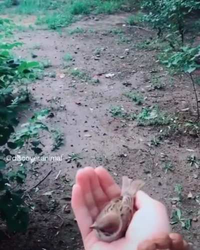 Hand bird 😍
