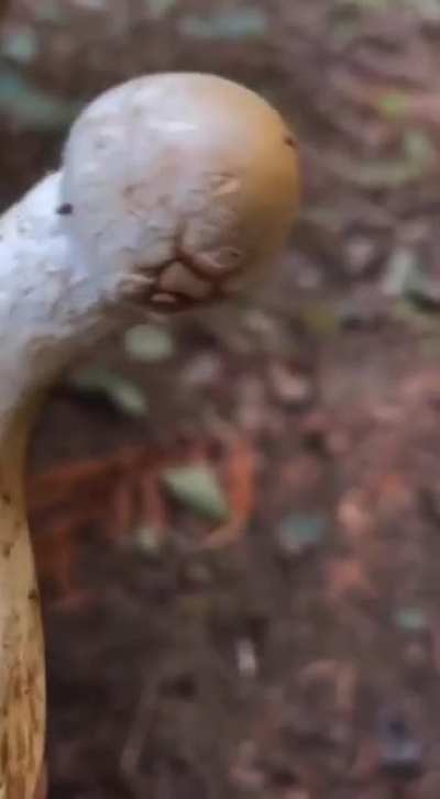 Pobre natureza
