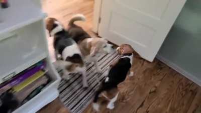Waking up in a 5 beagle household. (Pawprints on the sheets.)