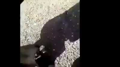 Don't challenge the dog!