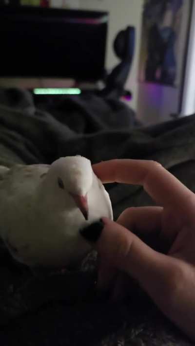 She finally lets me pets!