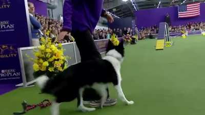 Border collie nails agility contest like a champ