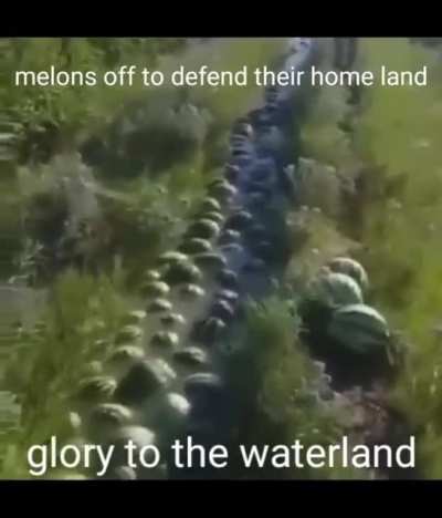 Just some normal watermelons