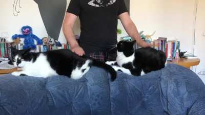 Double bongos!