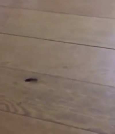 Insect