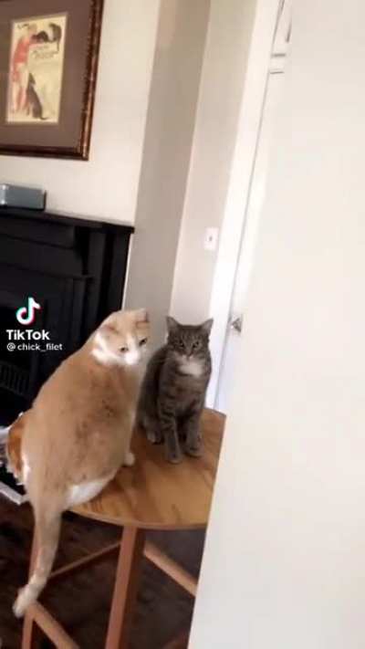 Found on TT, made me lmfao. Cats are so weird