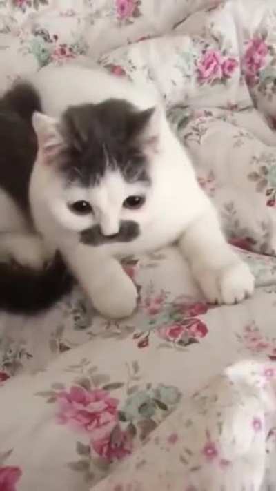 MEOWOW