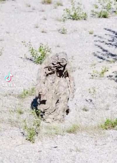 Human camouflage at work