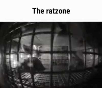 Rule