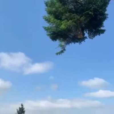 Cutting down a tree in Australia