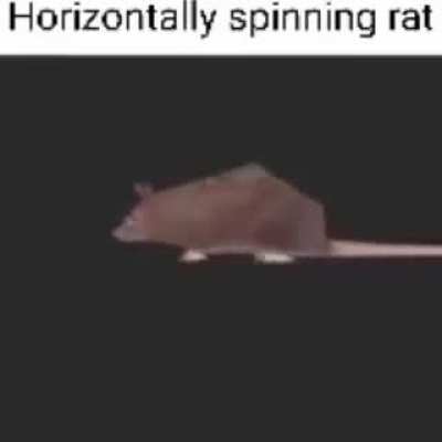 horizontally spinning rat