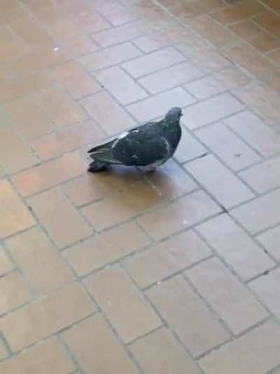 Pigeons on the TTC