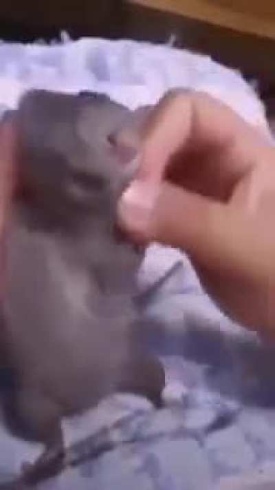 Biggie Cheese