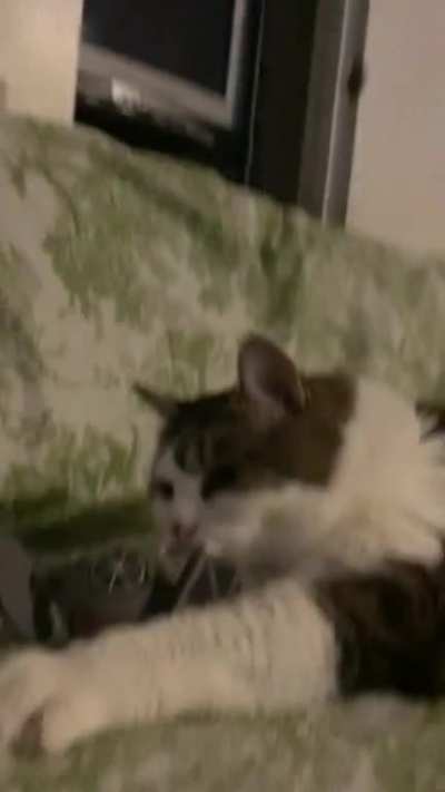 Even my cat respects the great Empires tie fighters