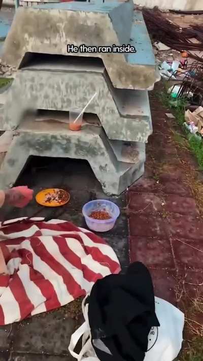 Dog, nearly completely covered in mange, makes an amazing recovery