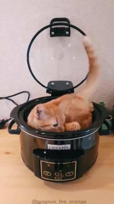 If I fits I sits