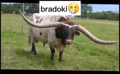 Laude