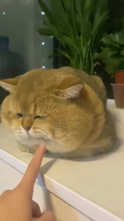 Chonks Chunky Cheeks