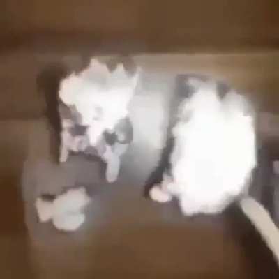 Nooo!