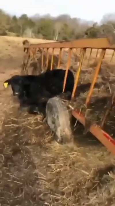 RAAAAAAAAA