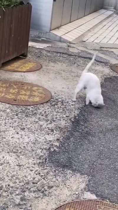 Feral cat grabbing lunch