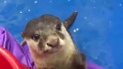 Otter teaching humans how to pet him