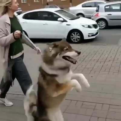 Dog walking