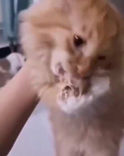 NOOOOOOOOOOOOO MY CHICKEEEEN