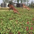 Антигравитационные собаки.