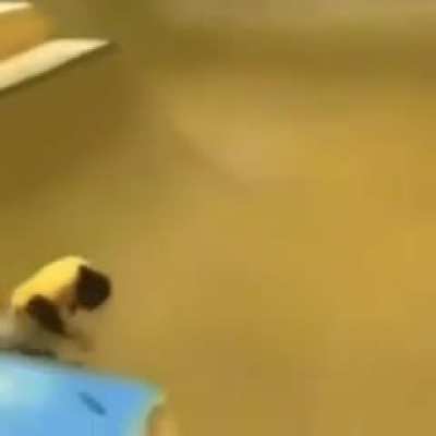 skate board monke