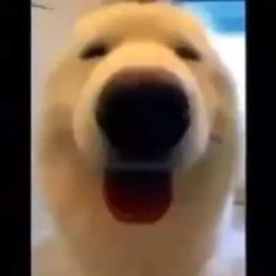 Happy dog