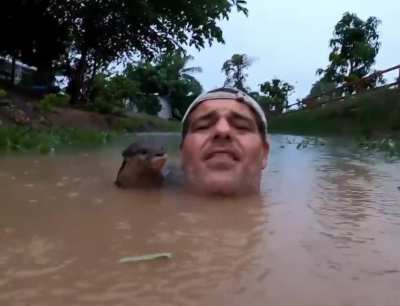 Man greeted by Otter Pup in the water